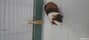 Donez porcușor de guineea - imagine 4