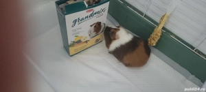 Donez porcușor de guineea