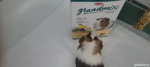 Donez porcușor de guineea - imagine 2