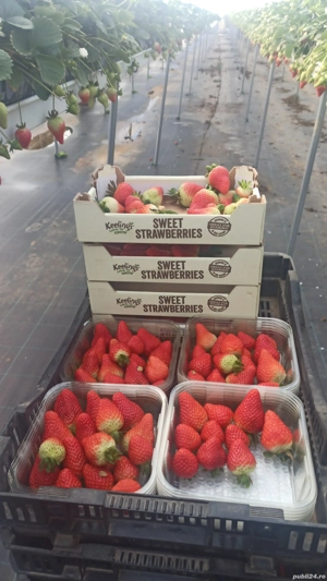 Locuri de munca Spania 