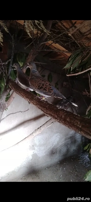 Turturele răzătoarea  - imagine 5