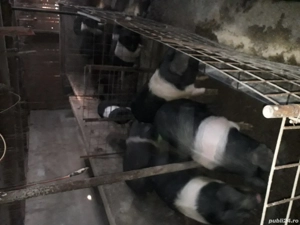 Porci diferite varste 40kg +