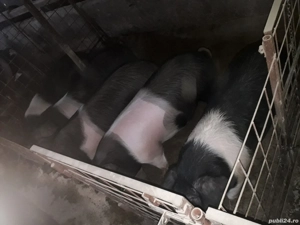 Porci diferite varste 40kg + - imagine 3