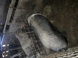 Porci diferite varste 40kg + - imagine 2