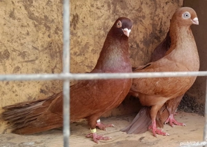 Vand porumbei jucatori galateni  - imagine 2