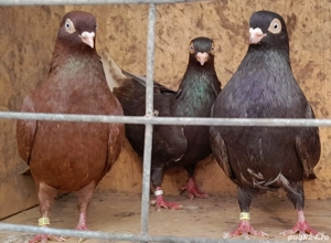 Vand porumbei jucatori galateni  - imagine 5