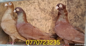 Vand porumbei jucatori galateni  - imagine 4