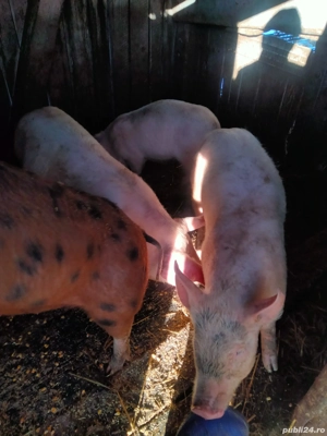 Vand purcei - imagine 3