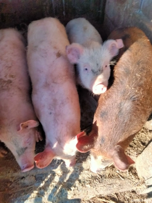 Vand purcei - imagine 2