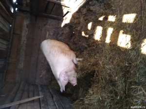 Porci de vanzare 