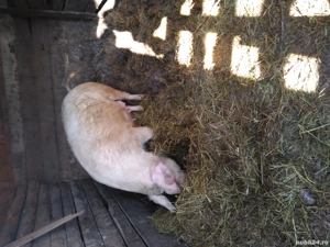 Porci de vanzare  - imagine 3