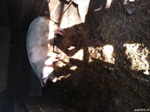 Porci de vanzare  - imagine 2