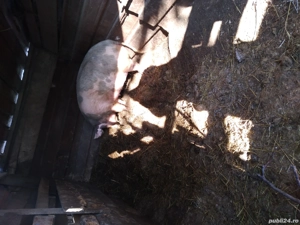 Porci de vanzare  - imagine 4