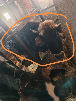 Vaca bruna de Maramures