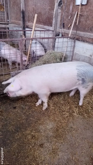 Vând porci  - imagine 2