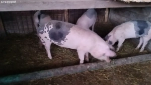 Vând porci  - imagine 4