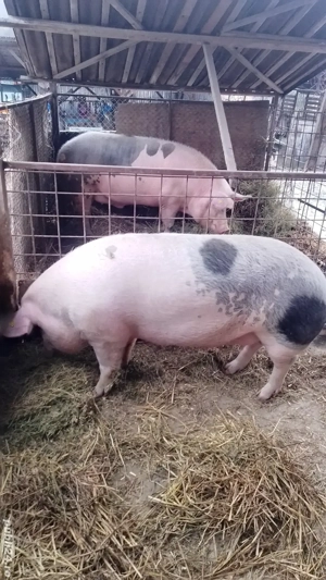 Vând porci  - imagine 5