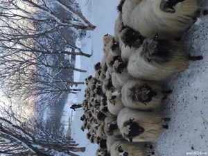 100 oi,se vând doar impreuna! - imagine 3