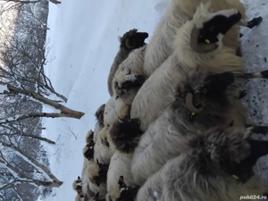 100 oi,se vând doar impreuna! - imagine 4