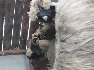 100 oi,se vând doar impreuna! - imagine 2