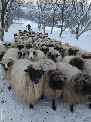 100 oi,se vând doar impreuna!