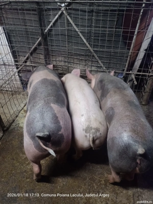 vand porci  - imagine 5