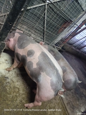 vand porci  - imagine 3