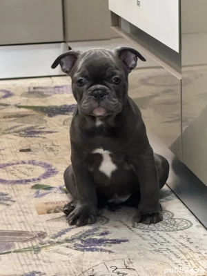 bulldog francez blu 2 luni