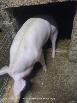 vand porci  - imagine 2
