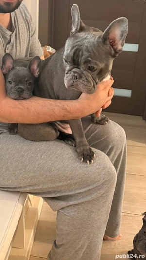 bulldog francez blu 2 luni - imagine 2