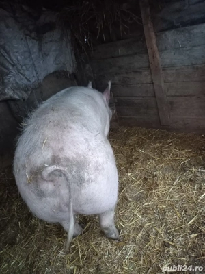Porci de vânzare  - imagine 3