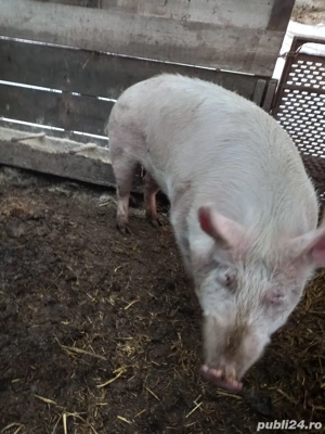 Porci de vânzare  - imagine 2