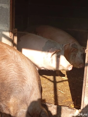 Porci de vânzare 