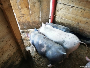 purcei disponibili 35 kg