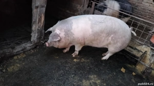 Porci de vânzare  - imagine 4