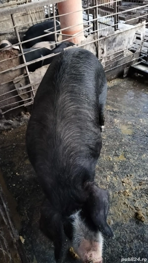 Porci de vânzare  - imagine 5