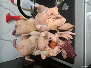 Gaini sacrificate 20 lei kg - imagine 4