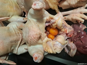 Gaini sacrificate 20 lei kg - imagine 3