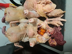 Gaini sacrificate 20 lei kg - imagine 2