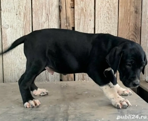 caini de vanatoare  - imagine 5