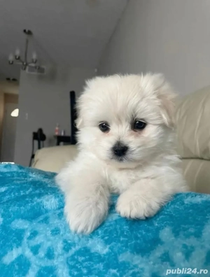 Vand bishon talie mica 7 saptamani baietel