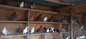 Se dau toți din lipsa de timp  - imagine 2