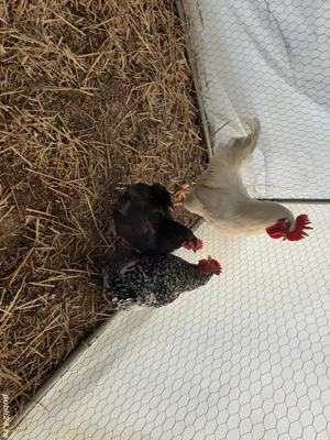 Vand cocos si gaini de tara - imagine 2