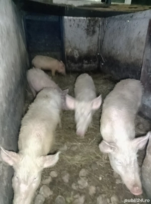 șoldani de 30-40 kg - imagine 2