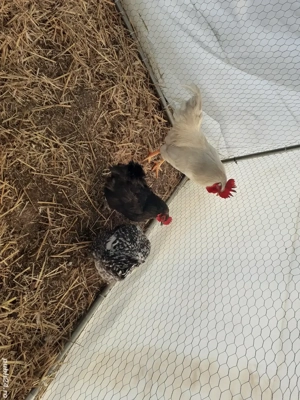 Vand cocos si gaini de tara - imagine 3