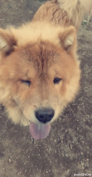 Puiuți Chow chow 