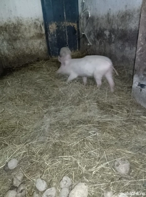 purcei Landrace  - imagine 2