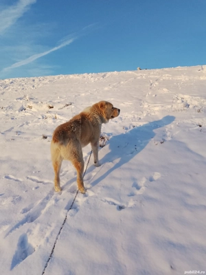 Ciobanesc Asia Centrala - imagine 5