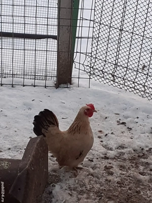 vand oua de incubat din cocosi Chaboo+ puicute chaboo+gaini pitice - imagine 2