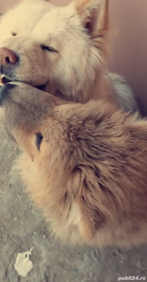 Puiuți Chow chow  - imagine 3